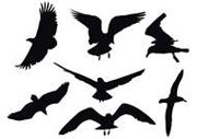 Силуэты птиц - чертеж для выпиливания лобзиком